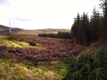 April 2011 - 140 native saplings planted to fill the gap created by clearfelling north of the new forest road