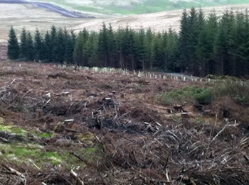 April 2011 - 140 native saplings planted to fill the gap created by clearfelling north of the new forest road