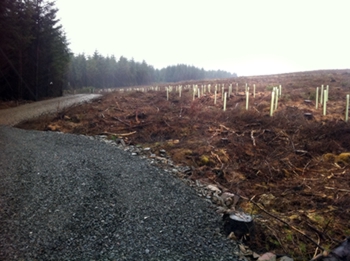 April 2011 - 140 native saplings planted to fill the gap created by clearfelling north of the new forest road