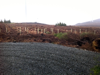 April 2011 - 140 native saplings planted to fill the gap created by clearfelling north of the new forest road