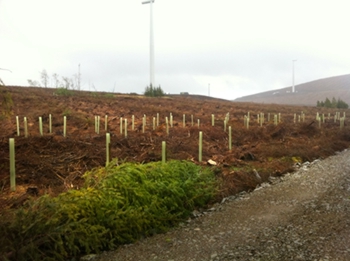 April 2011 - 140 native saplings planted to fill the gap created by clearfelling north of the new forest road